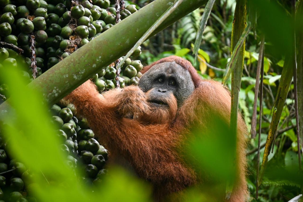 Sumatra Expedition Lodge بوكيت لاوانج المظهر الخارجي الصورة