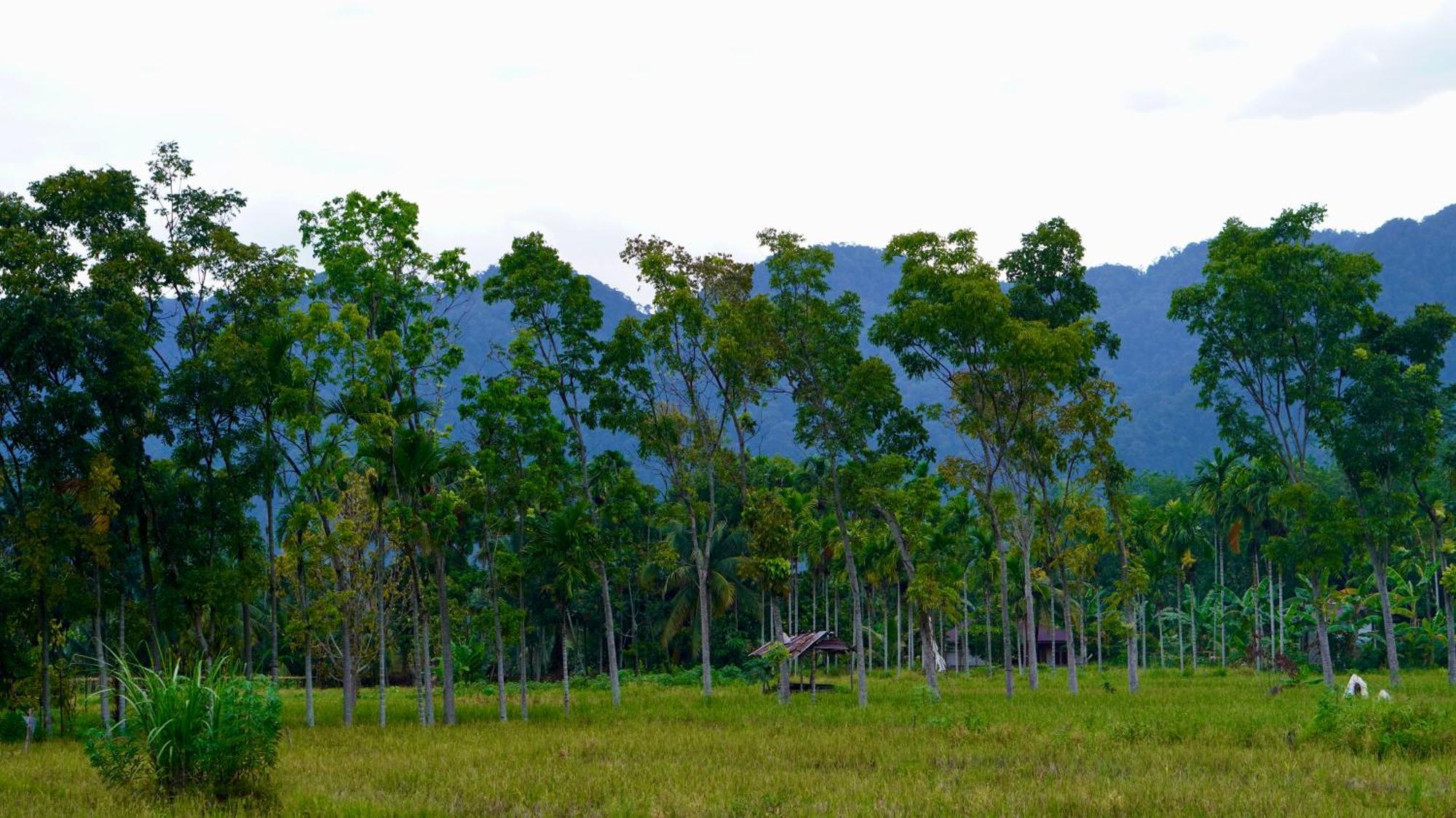 Sumatra Expedition Lodge بوكيت لاوانج المظهر الخارجي الصورة