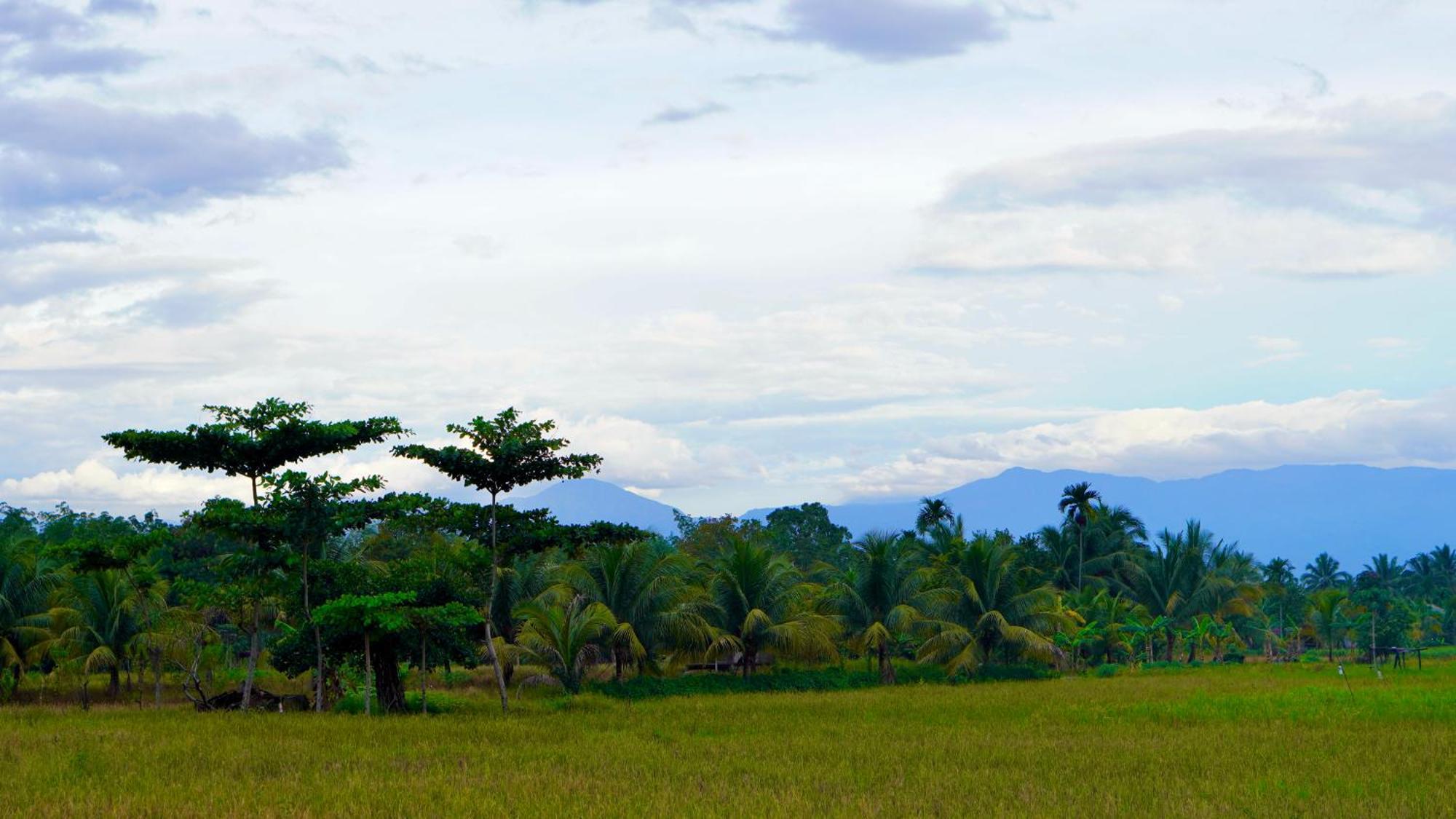 Sumatra Expedition Lodge بوكيت لاوانج المظهر الخارجي الصورة