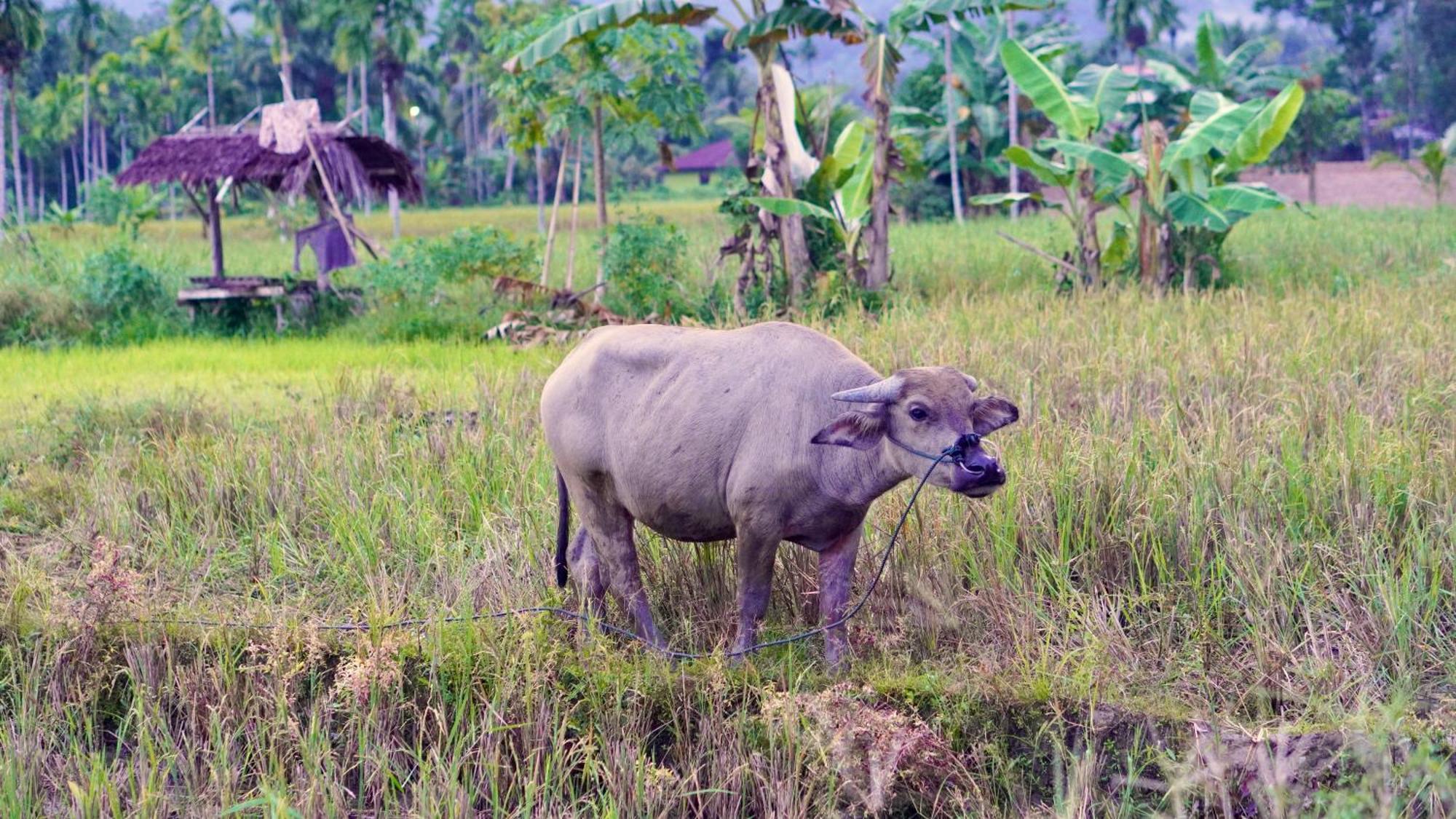 Sumatra Expedition Lodge بوكيت لاوانج المظهر الخارجي الصورة